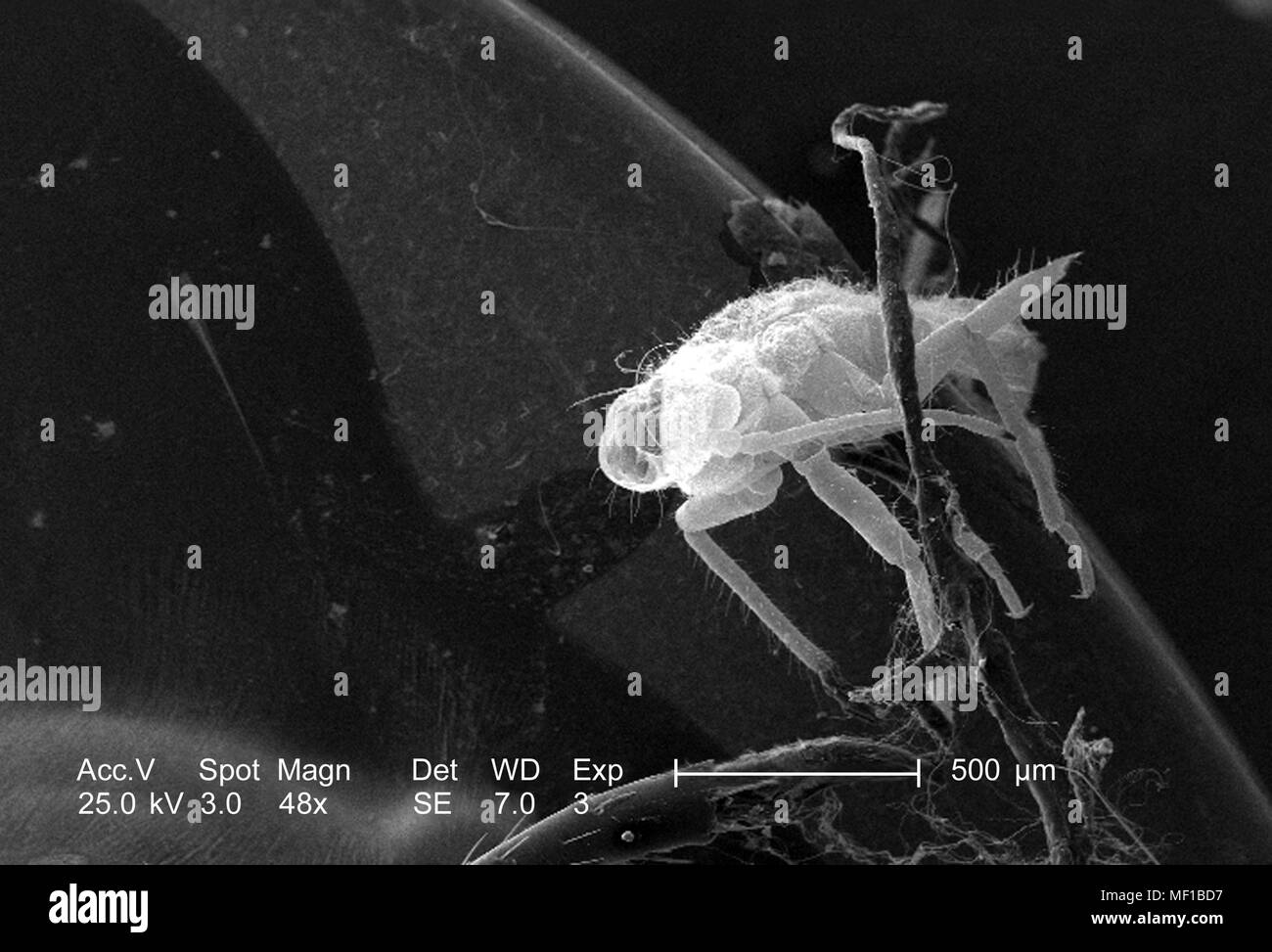 Piccolo insetto non identificato presente su dragonfly exoskeletal superficie, ha rivelato nel 48x di scansione ingrandita al microscopio elettronico (SEM) immagine, 2005. Immagine cortesia di centri per il controllo delle malattie (CDC) / Janice Haney Carr, Connie fiori. () Foto Stock