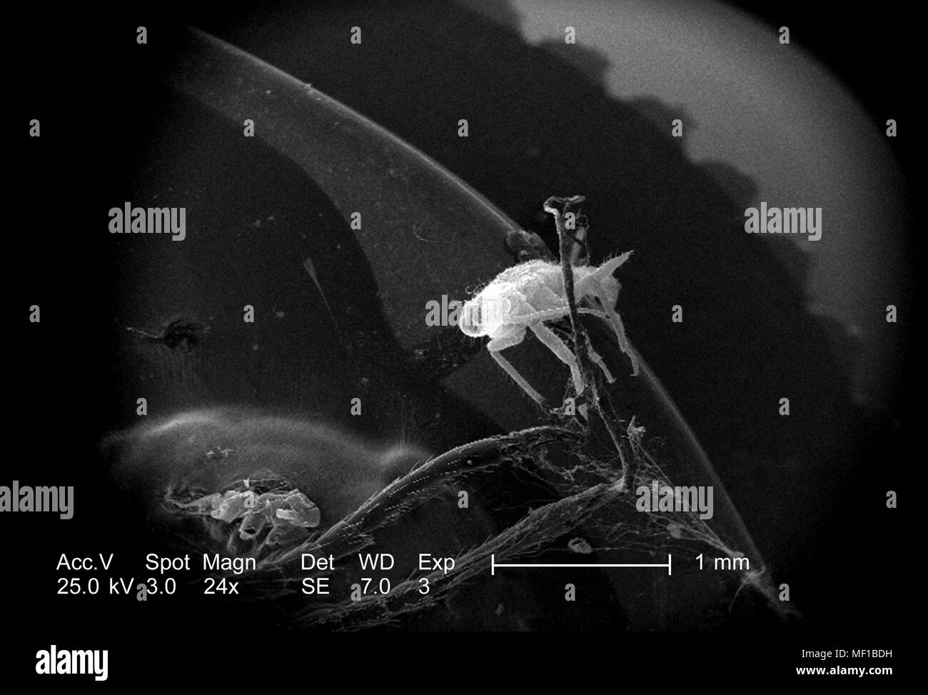 Presenza di un piccolo insetto non identificato su dragonfly exoskeletal superficie, ha rivelato nel 24x di scansione ingrandita al microscopio elettronico (SEM) immagine, 2005. Immagine cortesia di centri per il controllo delle malattie (CDC) / Janice Haney Carr, Connie fiori. () Foto Stock