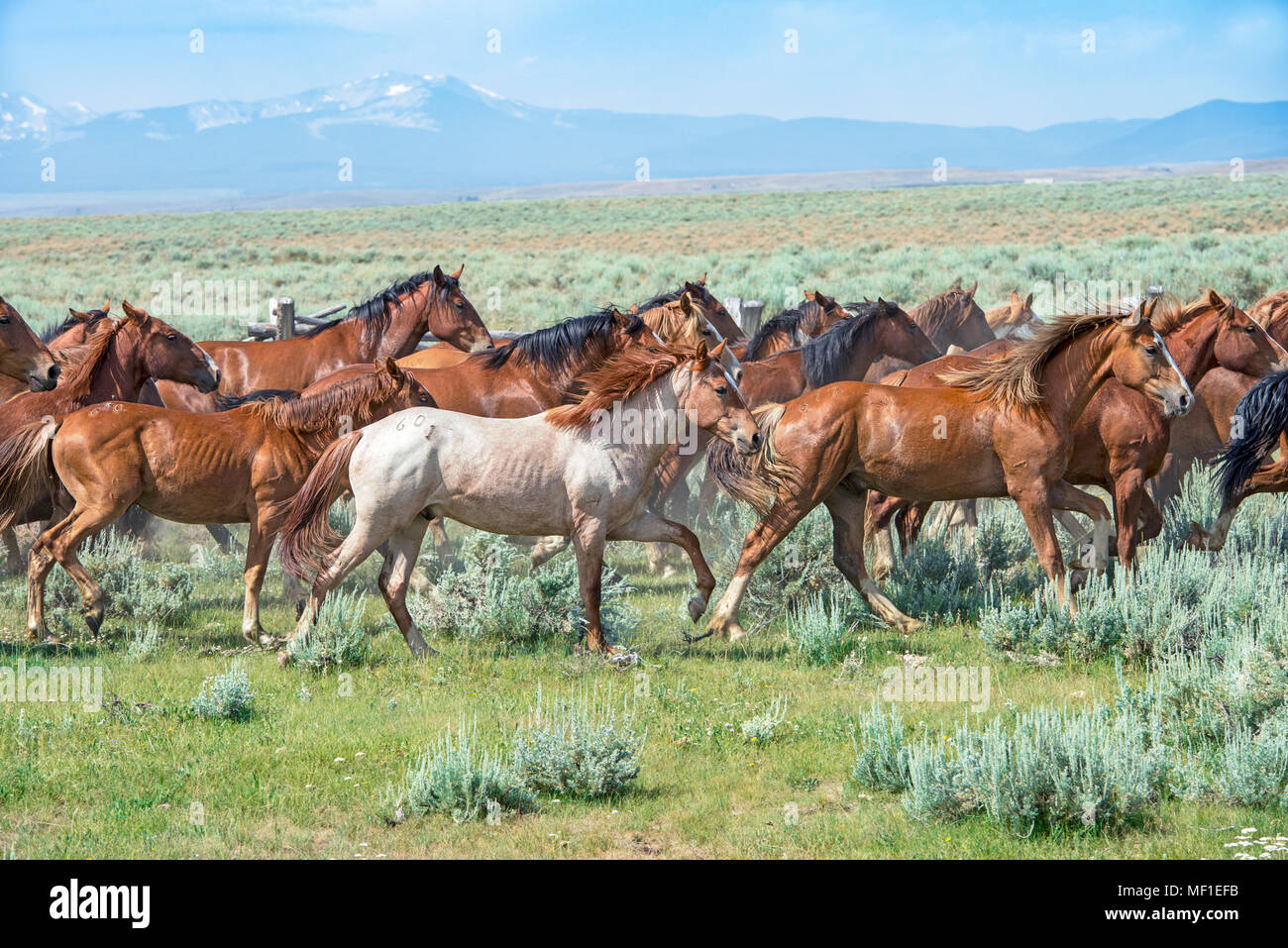 Allevamento di Montana strappi cavalli corrono attraverso sagebrush. Allevati a BUCK. Foto Stock