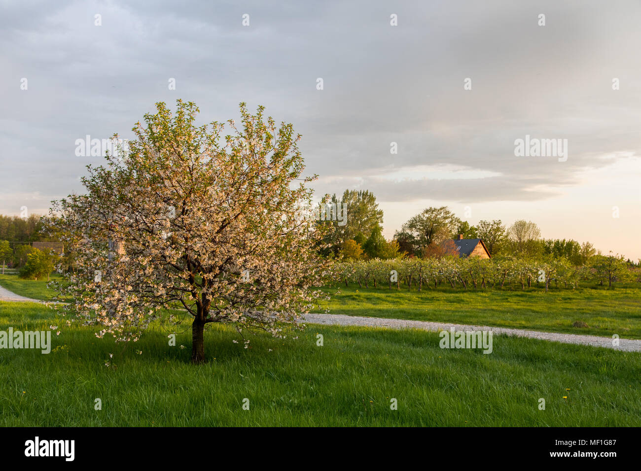 Fiori di Apple in un frutteto del Vermont Foto Stock