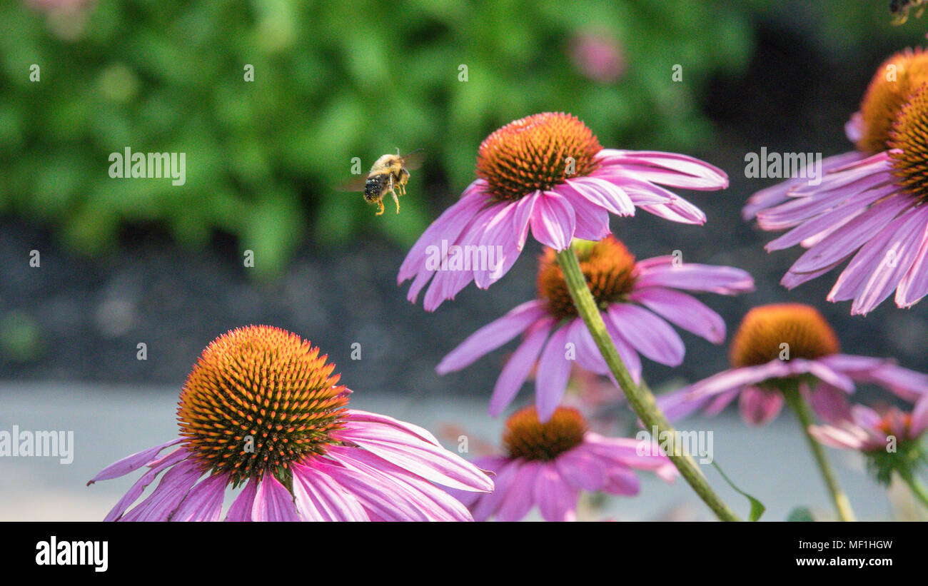 Bee impollinatori cono di rosa fiori Foto Stock