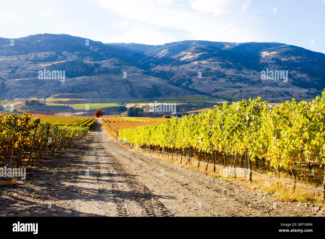 Scenic autunno vista del paesaggio rurale e vigneti di Oliver situato nella Okanagan Valley della British Columbia, Canada. Foto Stock