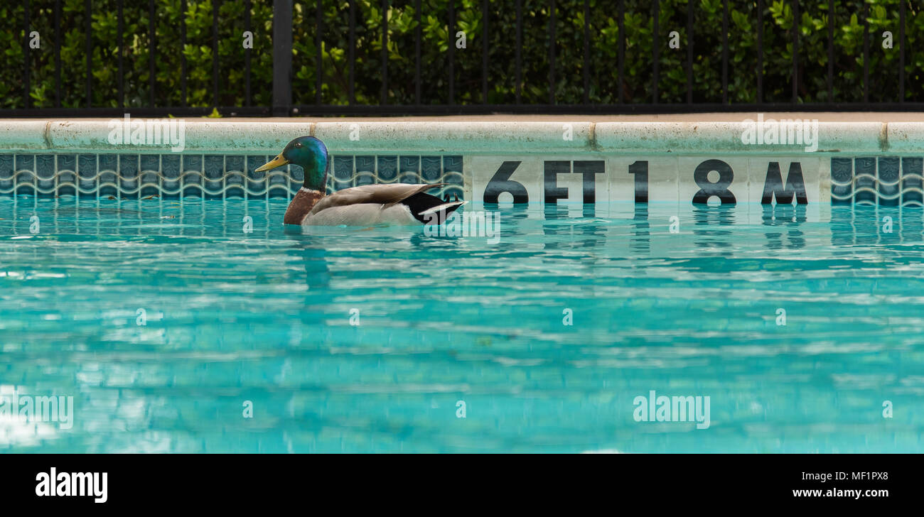 Duck/Germano reale in piscina Foto Stock