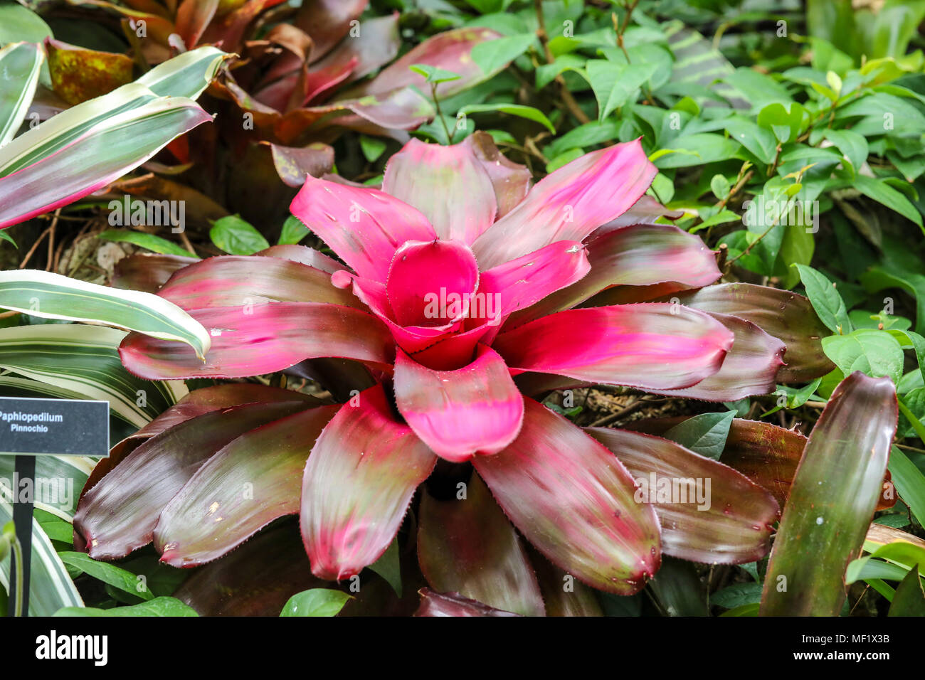 Colorato da vicino le immagini del fiore. Foto Stock