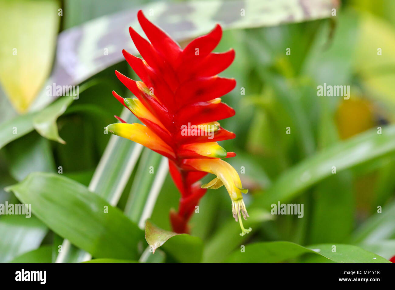 Colorato da vicino le immagini del fiore. Foto Stock