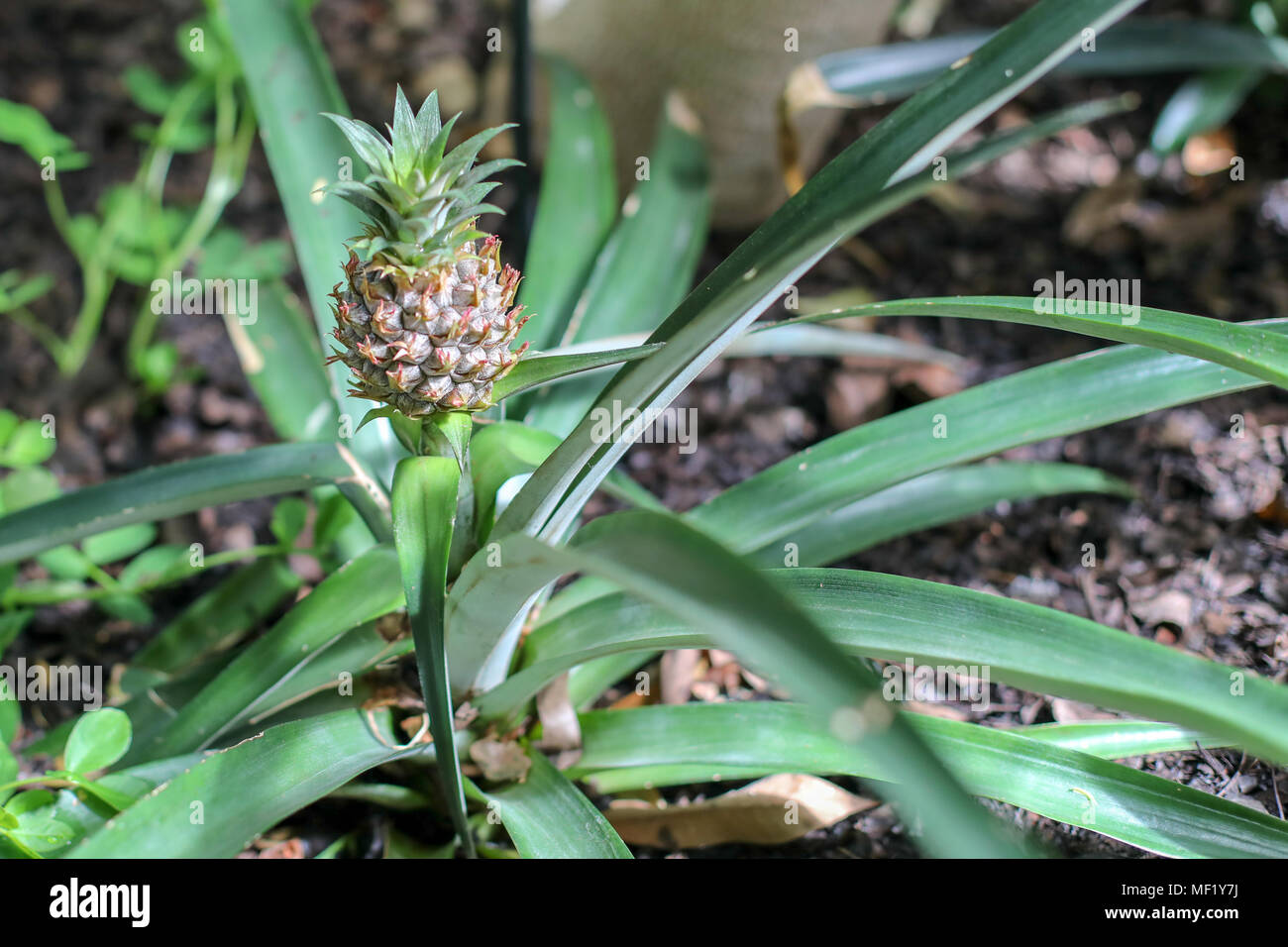 Ancora immagini di vita della pianta di ananas Foto Stock