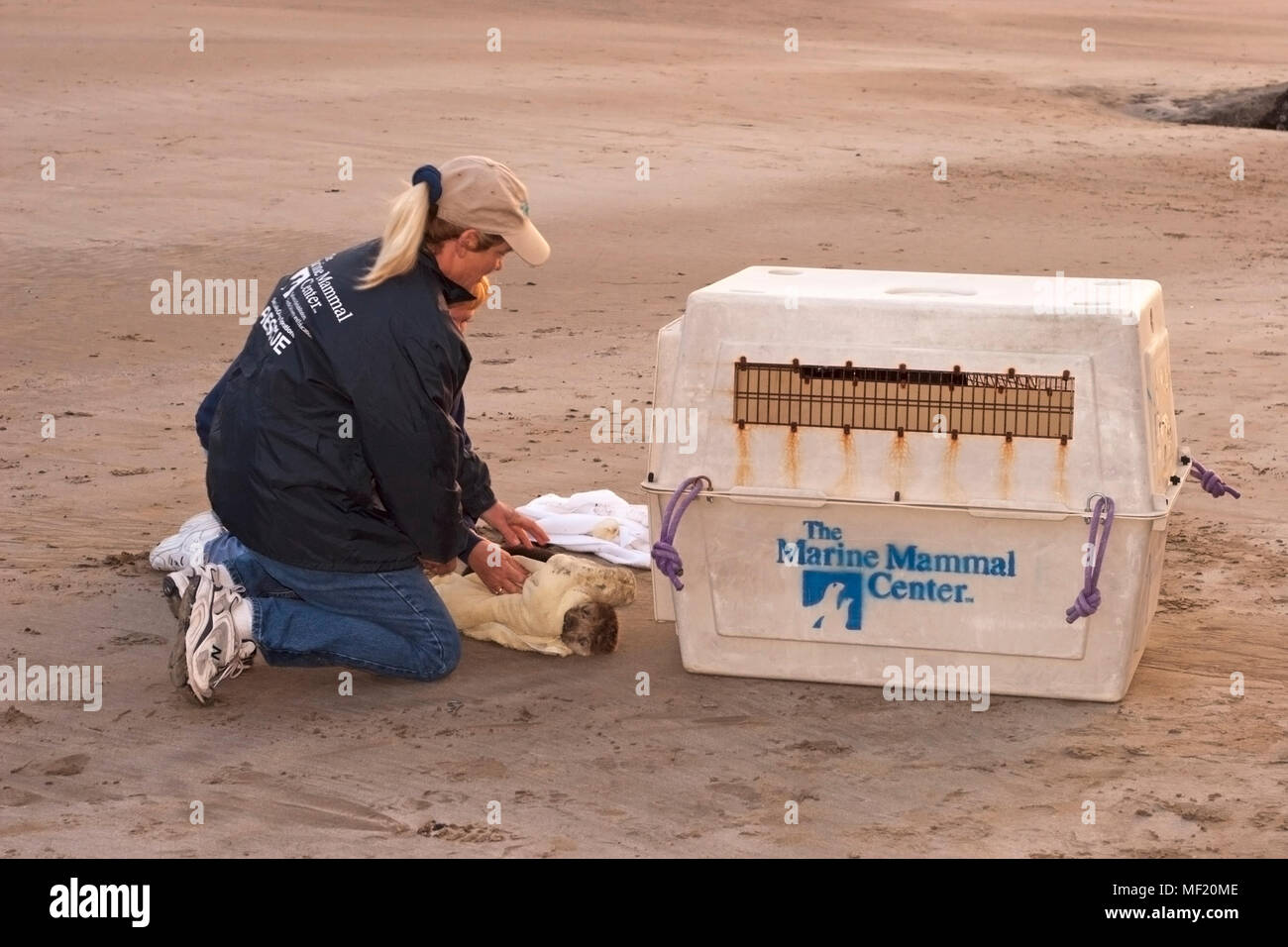 Salvataggio di volontariato giovani sea otter con grave ipoglicemia e Acanthocephalan peritonite, una infiammazione addominale da infezione parassitaria Foto Stock