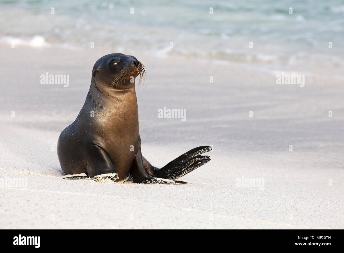 Giovane Leone di mare delle Galapagos (Zalophus wollebaeki) sulla spiaggia di sabbia delle isole Galapagos Foto Stock
