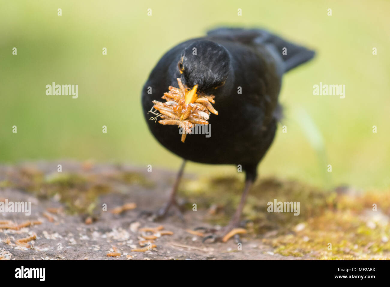 Stirlingshire, Scotland, Regno Unito - 24 Aprile 2018: Regno Unito meteo - su un brillante ma giorno nuvoloso a blackbird massimizza l'opportunità di raccogliere cibo facile per i pulcini in forma di mini mealworms live da un giardino di Stirlingshire Credito: Kay Roxby/Alamy Live News Foto Stock