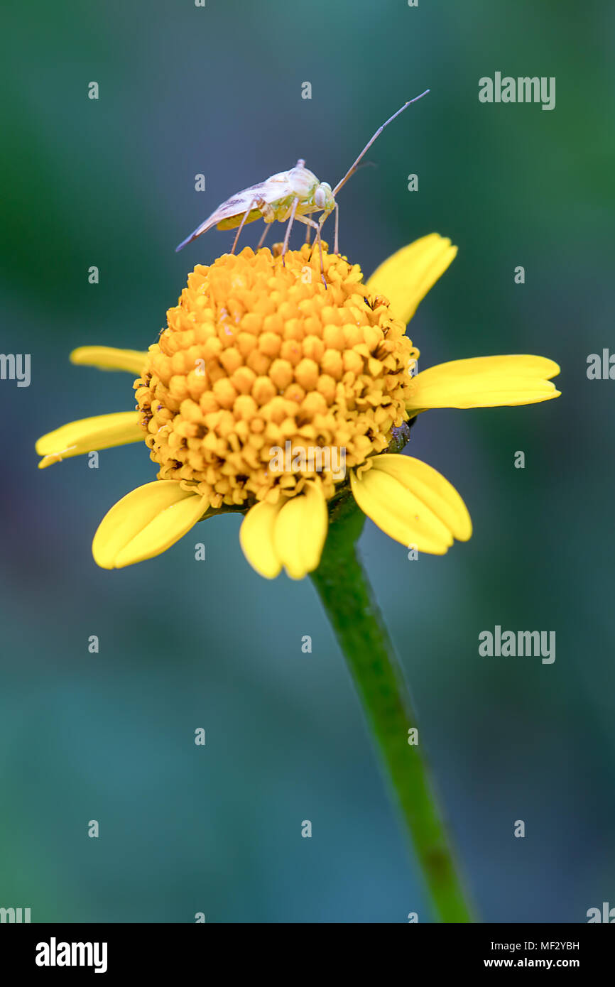 Macrofotografia di un bug del capside di alimentazione su un giallo di fiori selvatici. Foto Stock