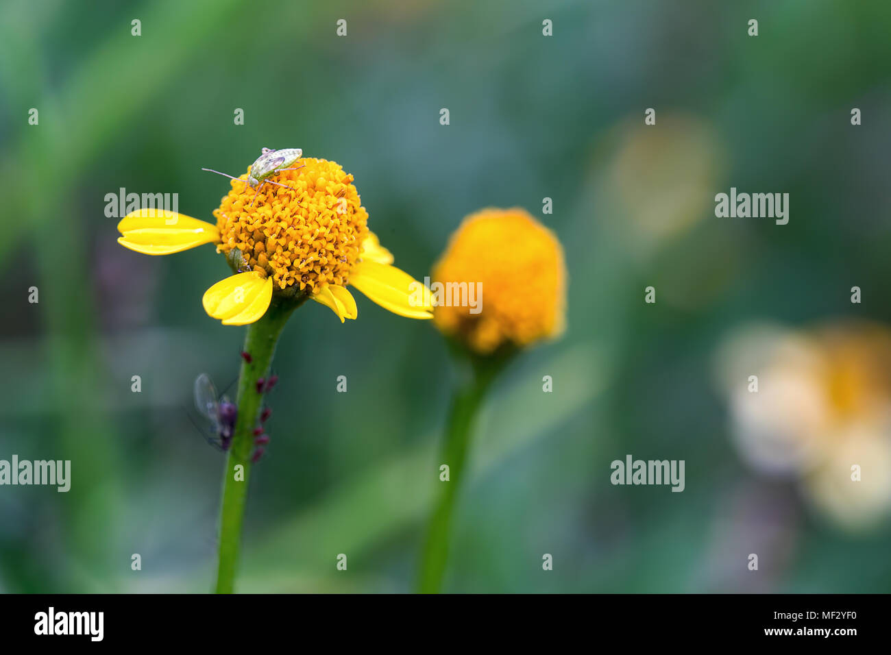 Macrofotografia di un capside bug su un piccolo fiore giallo. Foto Stock