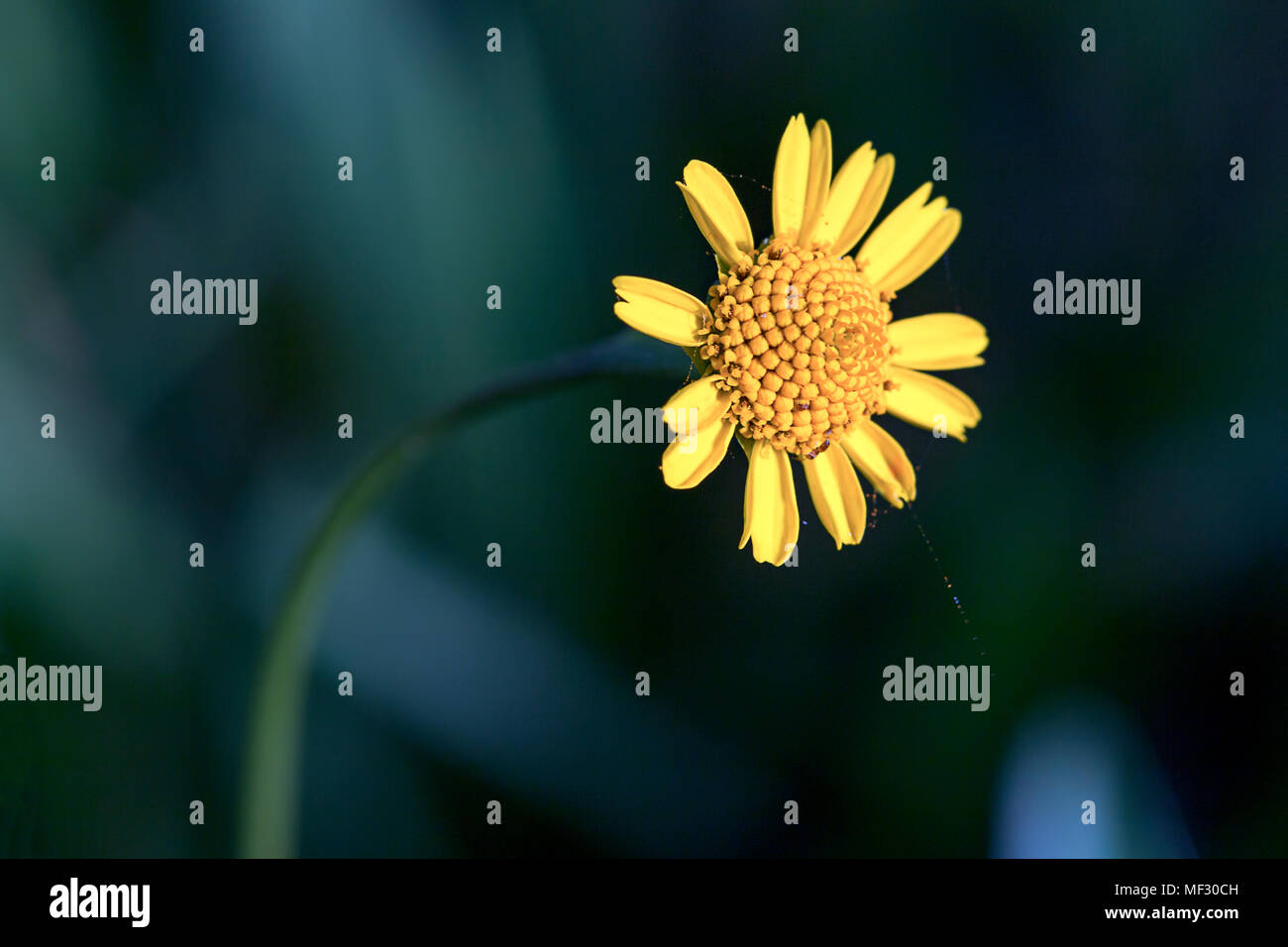 Un piccolo tniny facce di fiori selvaggi il sole al tramonto. Foto Stock