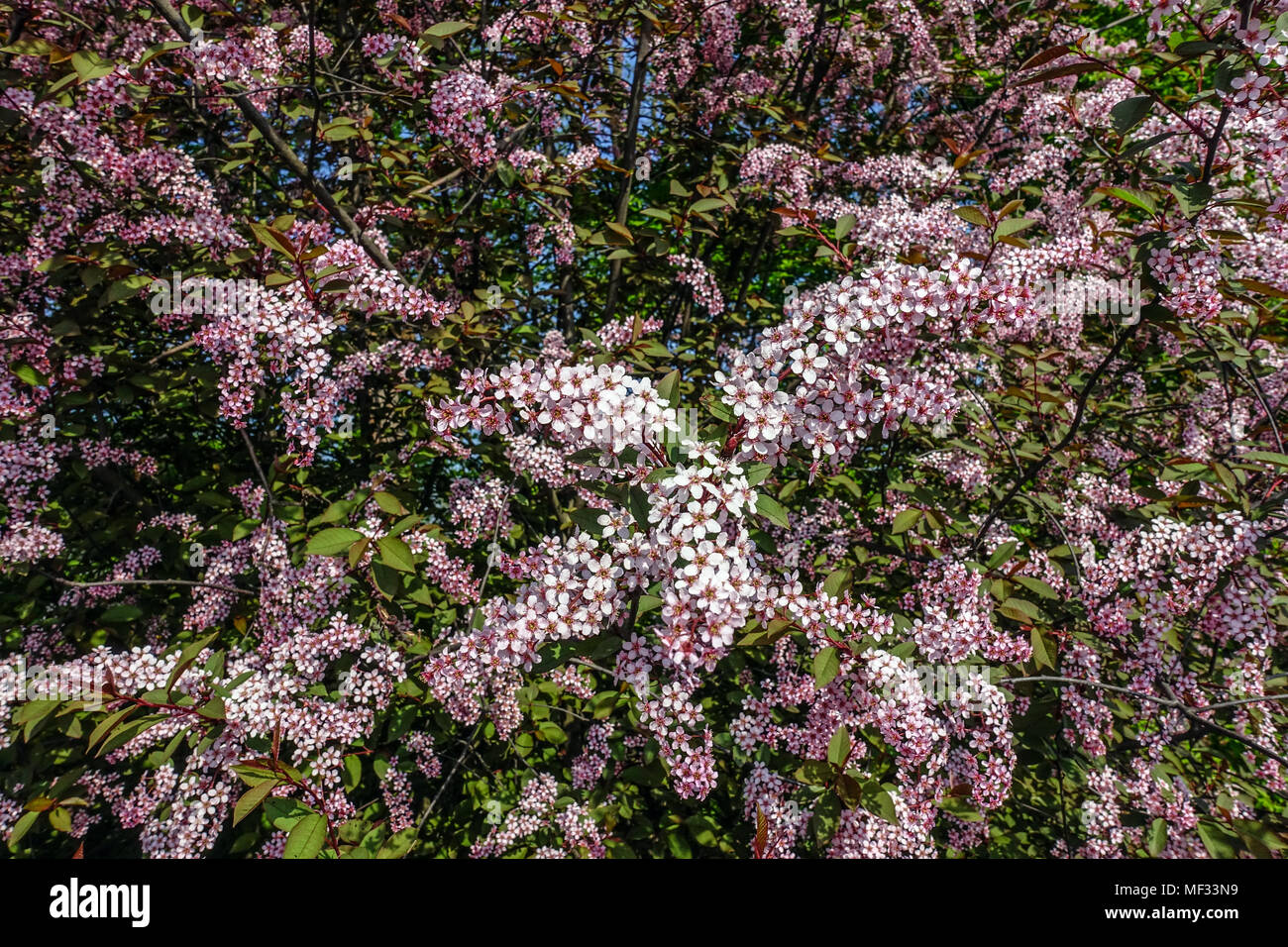 Bird ciliegia, Prunus padus "colorata" Foto Stock