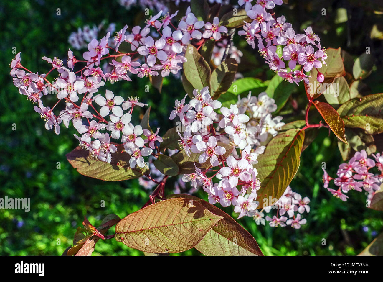 Prunus padus ' Colorata ', Bird Cherry Foto Stock