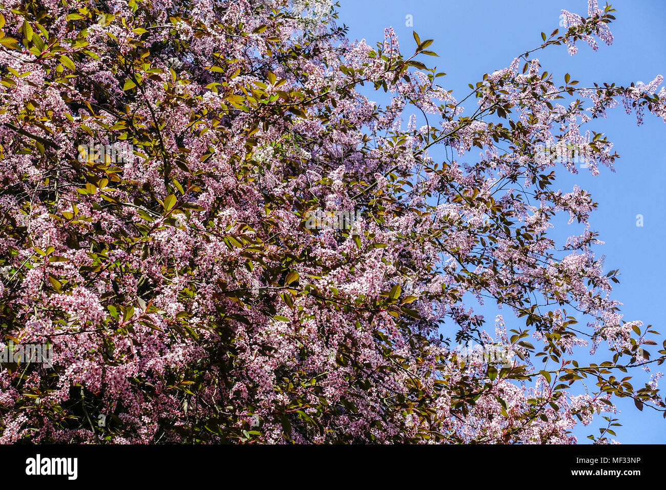 Bird ciliegia, Prunus padus "colorata" Foto Stock