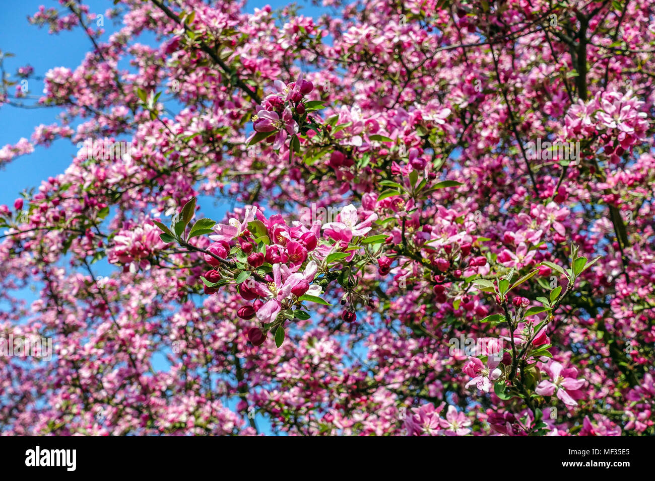 Crabapple, Malus 'Hornet' rosa Apple fiori, mela ornamentale fiori fiori albero fiorente Foto Stock