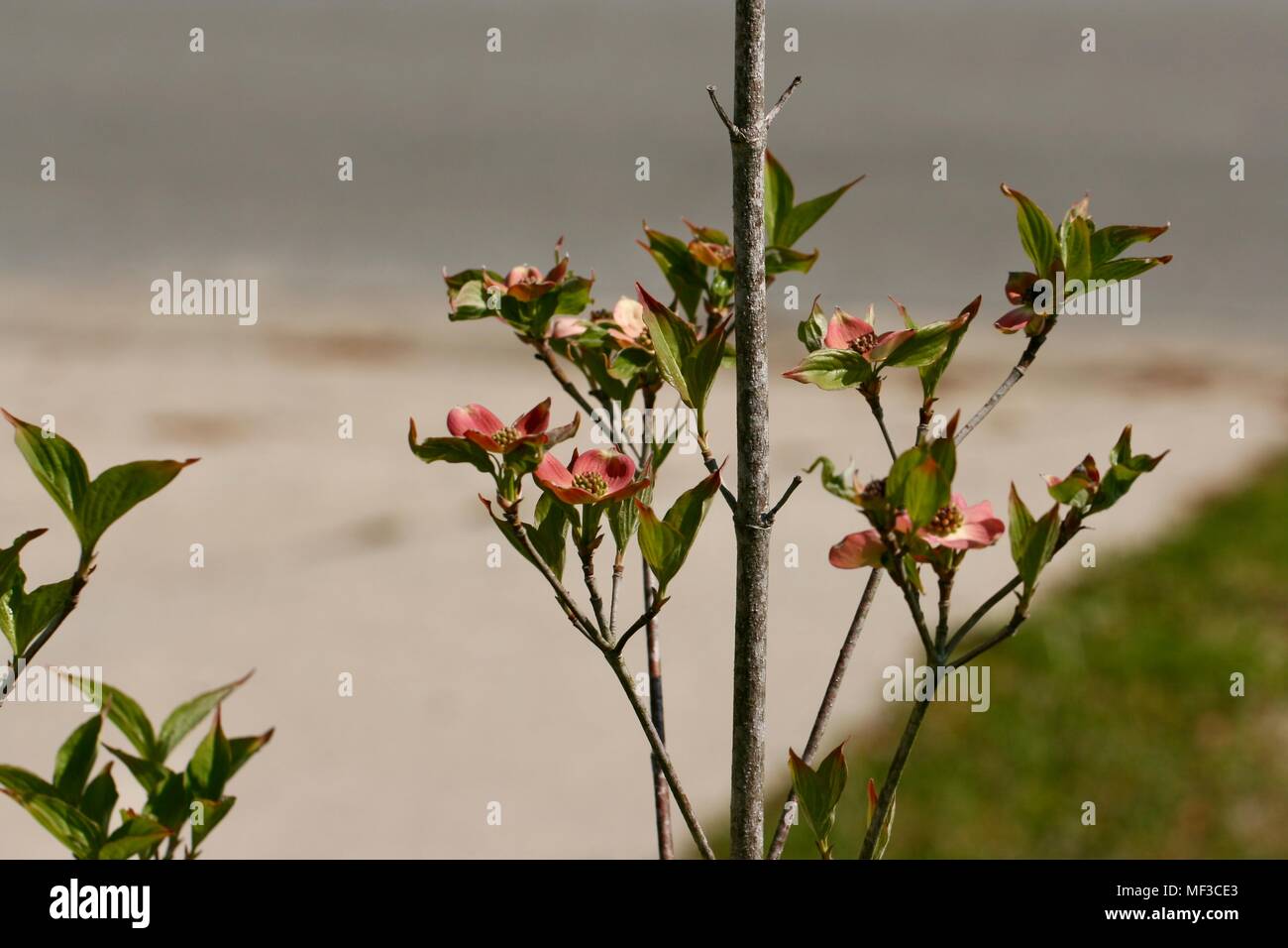 Una fioritura da una rosa sanguinello tree foglie verdi Foto Stock