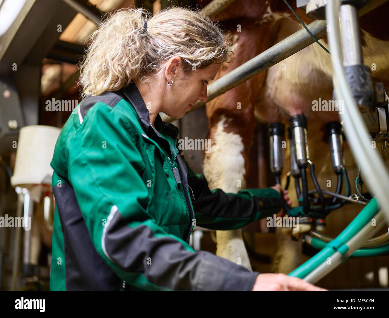 L'agricoltore femmina in posizione stabile di mungitura di una mucca Foto Stock