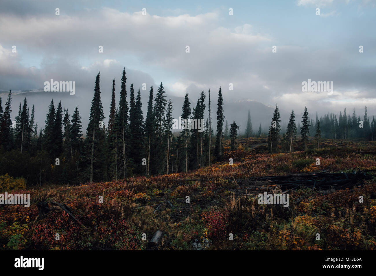Canada, British Columbia, Kitimat-Stikine un, Bosco in autunno Foto Stock