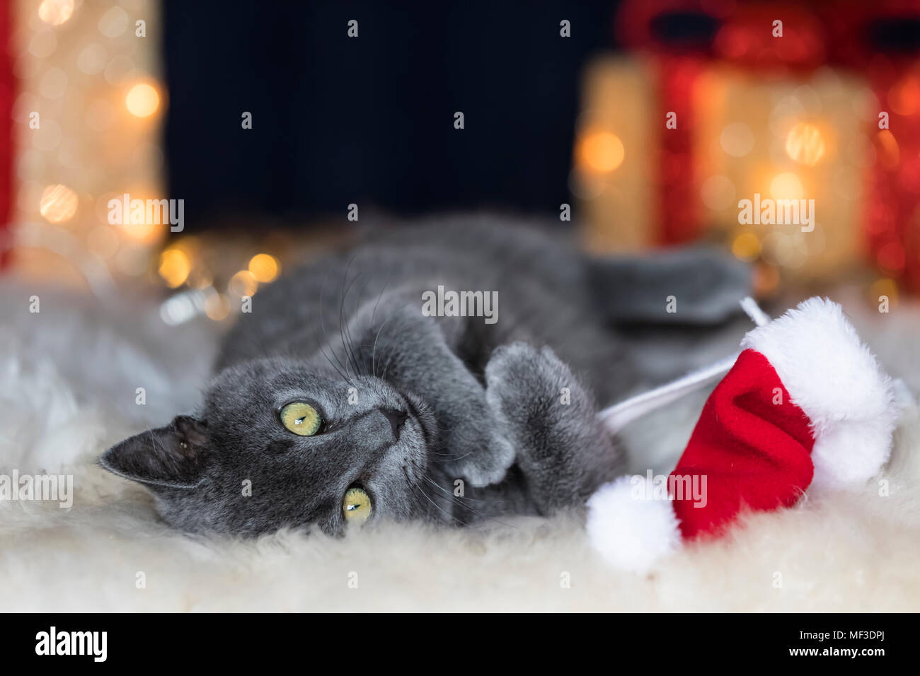 Chartreux gattino giocando con il cappello di Natale Foto Stock