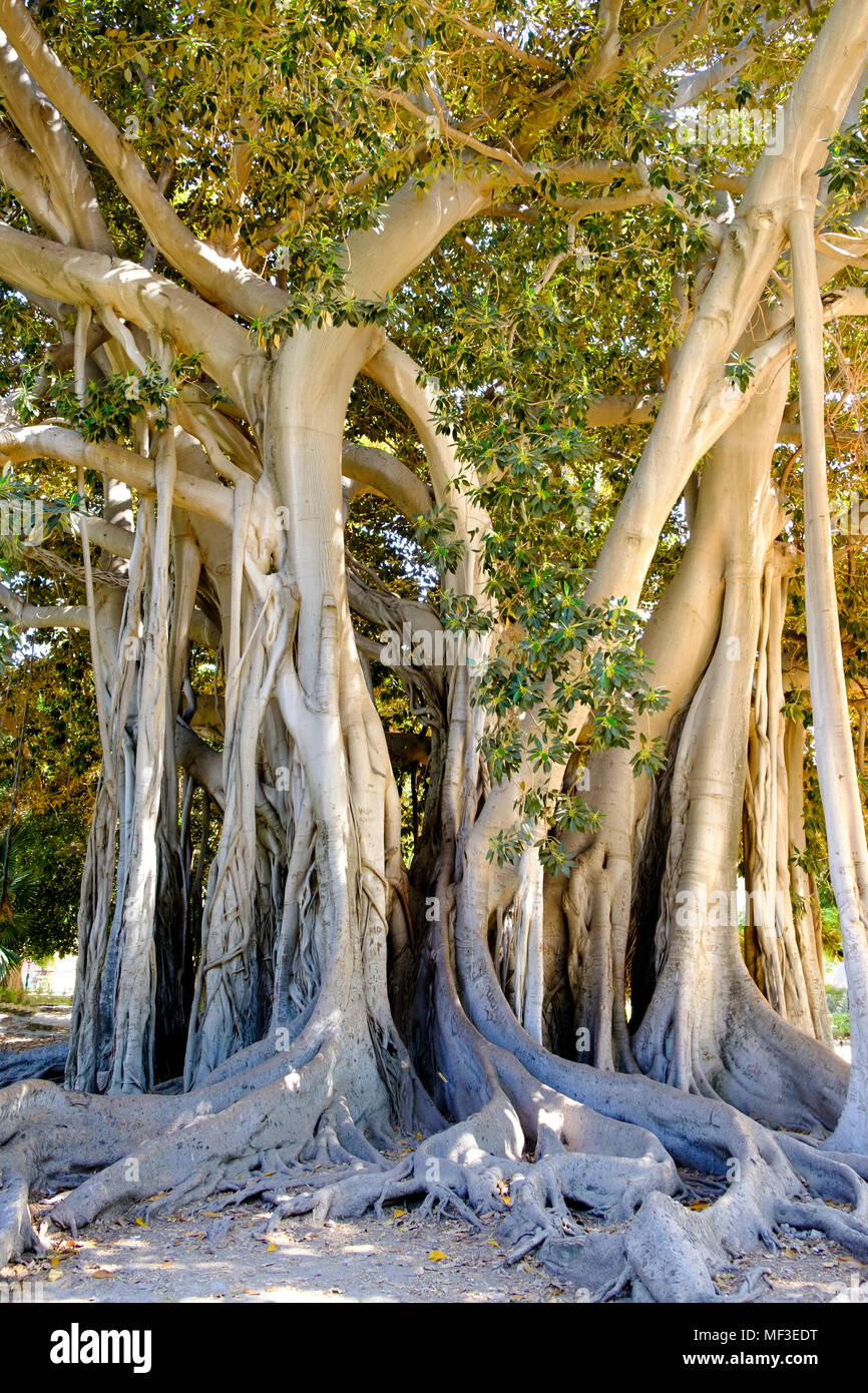 Großblättrige Feige, Ficus Magnolioides im giardino Garibaldi an der Piazza Marina, Palermo, Sizilien, Italien Foto Stock