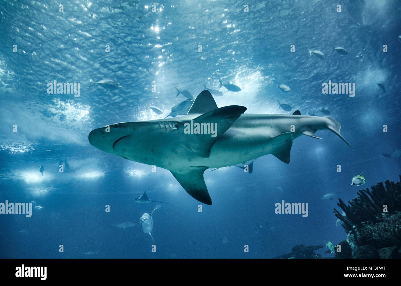 Il Portogallo, Lisbona, Oceanario de Lisboa, acquario con la shark Foto Stock