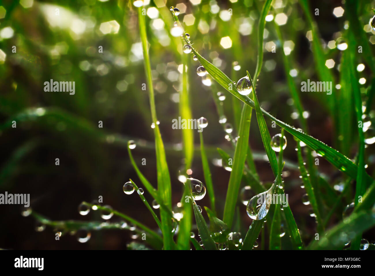 Goccia di rugiada appesa da verde erba Foto Stock