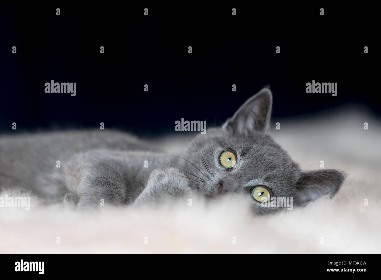 Ritratto di Chartreux gattino giacente su fur Foto Stock