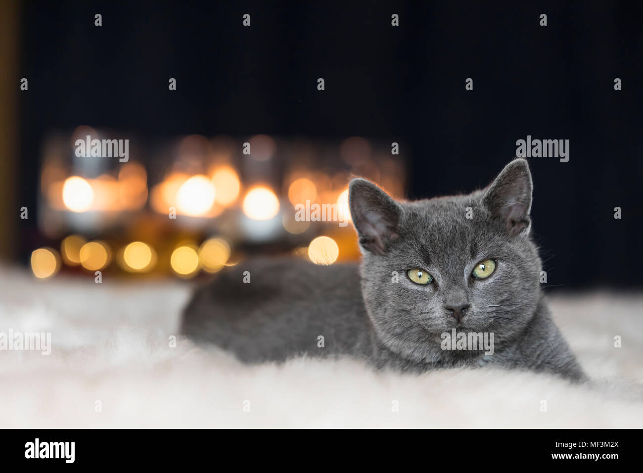 Ritratto di Chartreux gattino giacente su fur Foto Stock