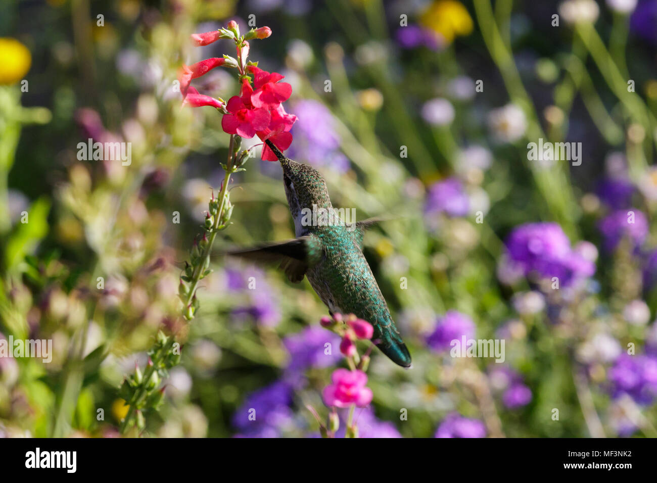 Anna's Hummingbird hovering metà volo, avanzamento sul colore rosso brillante di fiori, in Arizona deserto di Sonora. Foto Stock