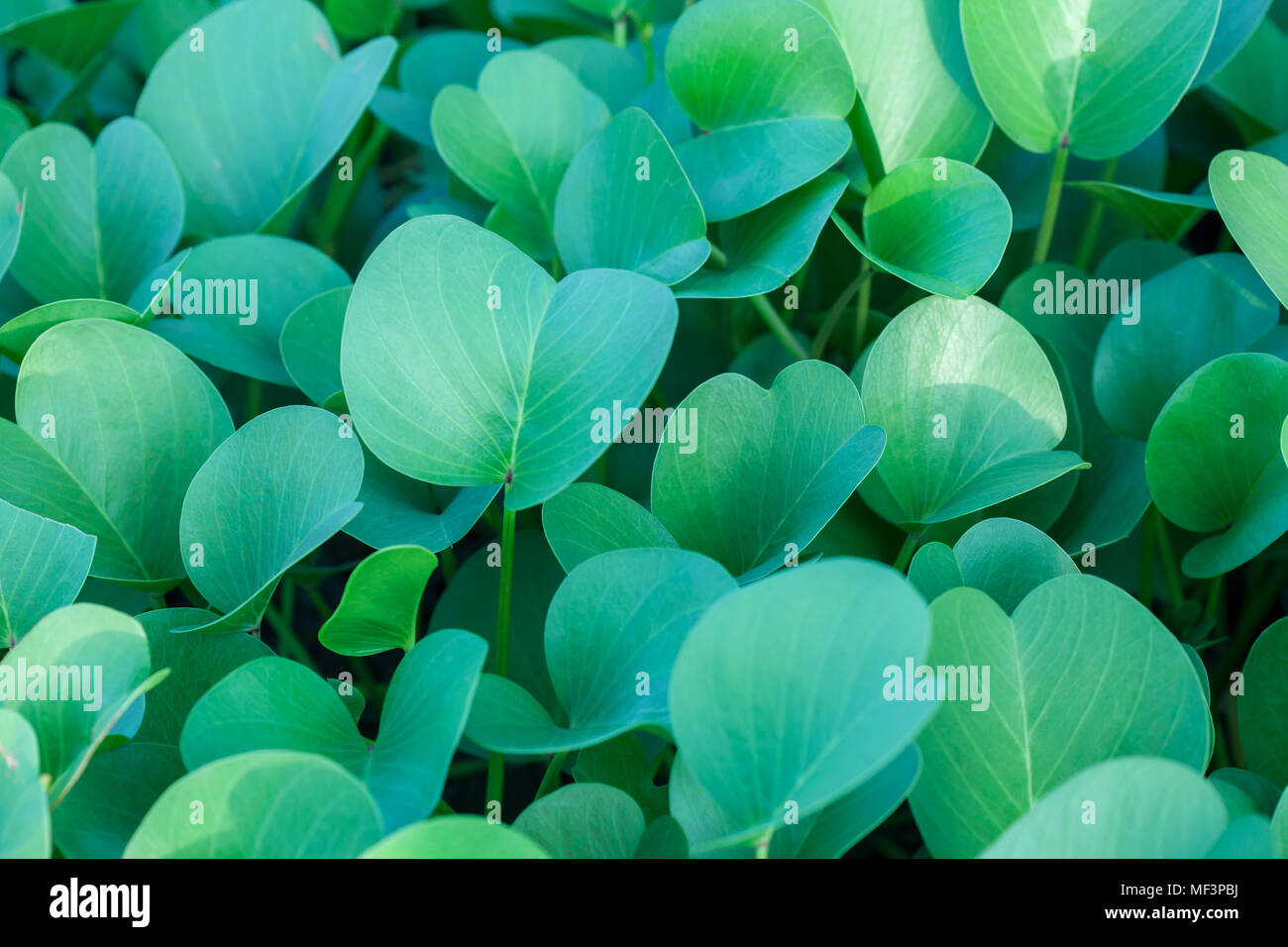 Verde foglie ovali sfondo Foto Stock