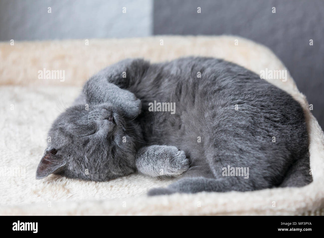 Sleeping Chartreux gattino Foto Stock