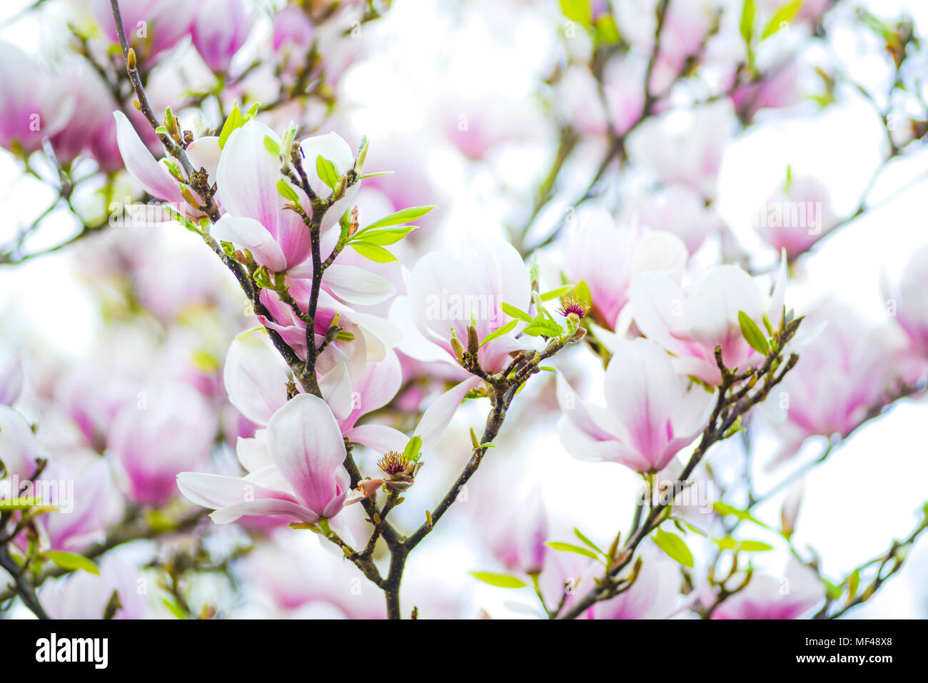 La magnolia, albero, primavera sbocciano i fiori, fiori, giardino, rosa, ramo, sfondo, bella, fiori, piante, fioritura, bianco, natura, bloom, naturale, stagione, Foto Stock