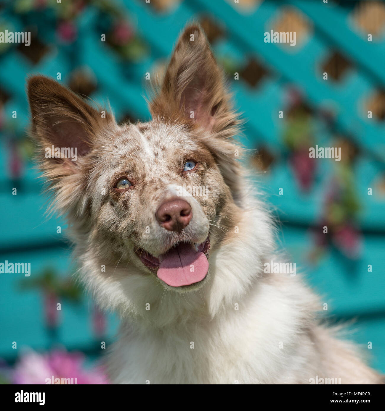 collie di bordo Foto Stock