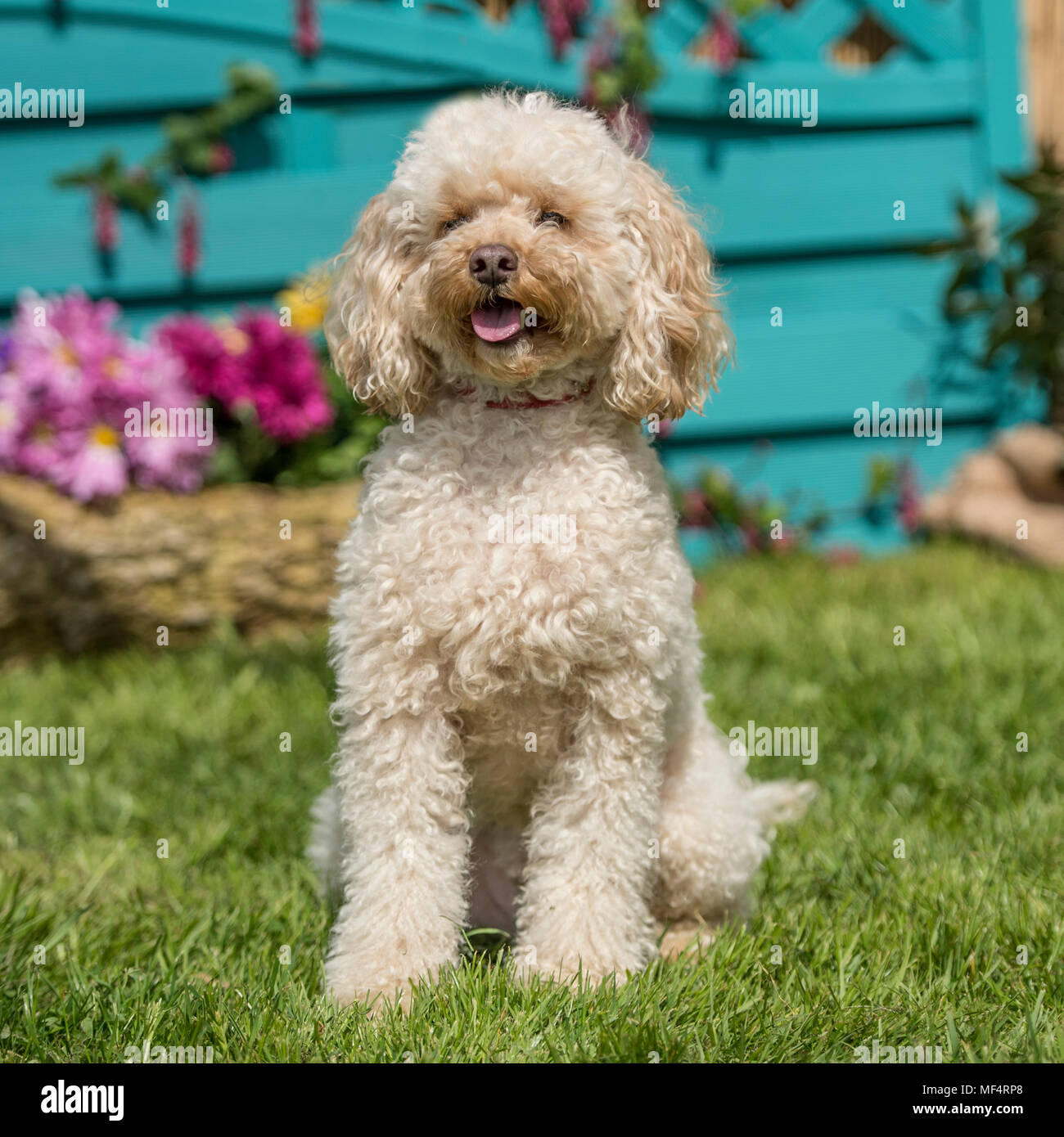 Cavapoo Foto Stock