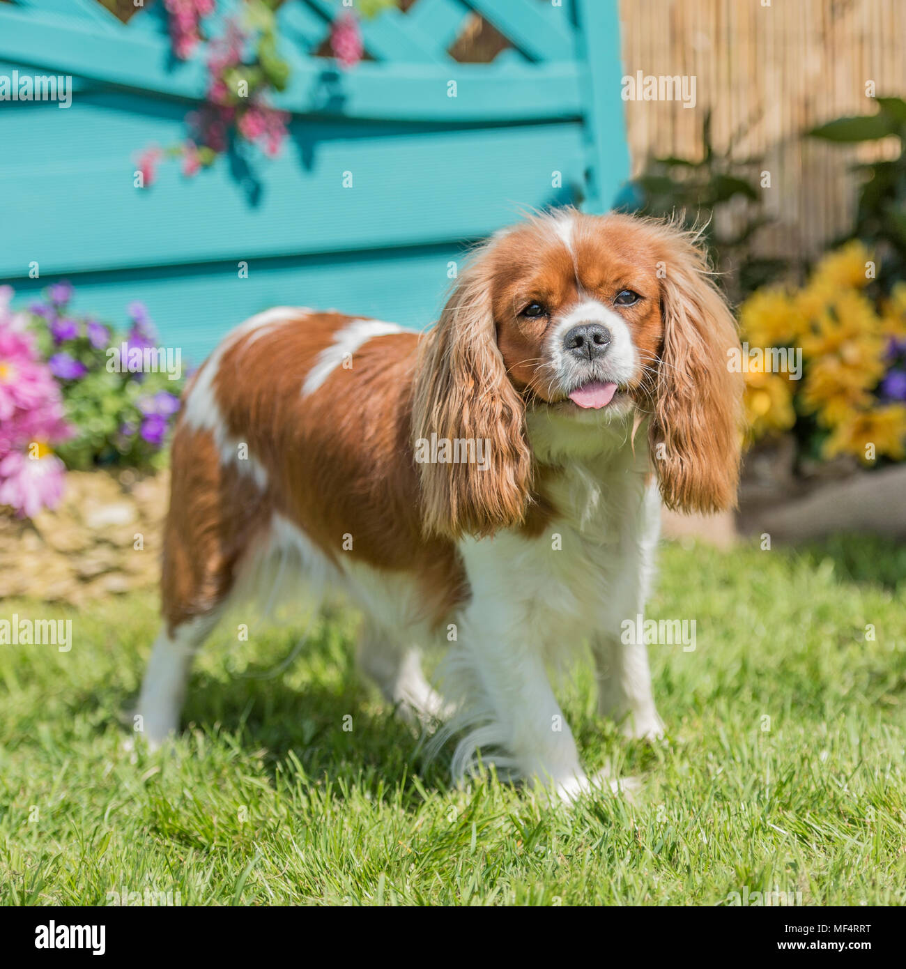 Cavalier King Charles épagneuls Foto Stock