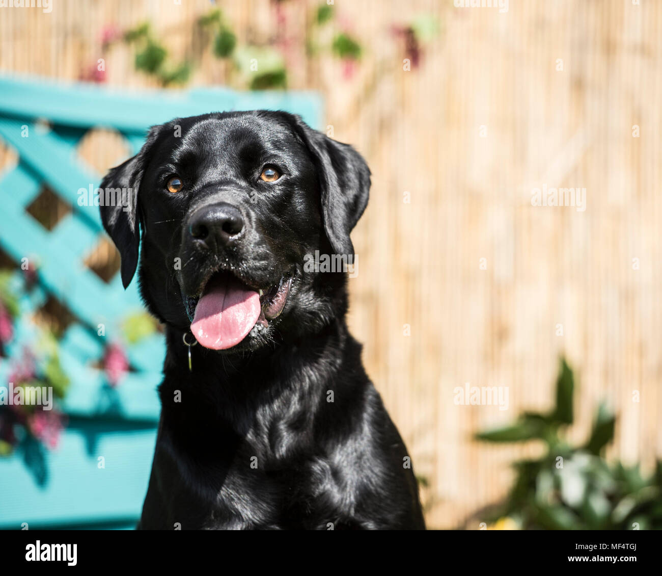 Nero labrador retriever cane Foto Stock