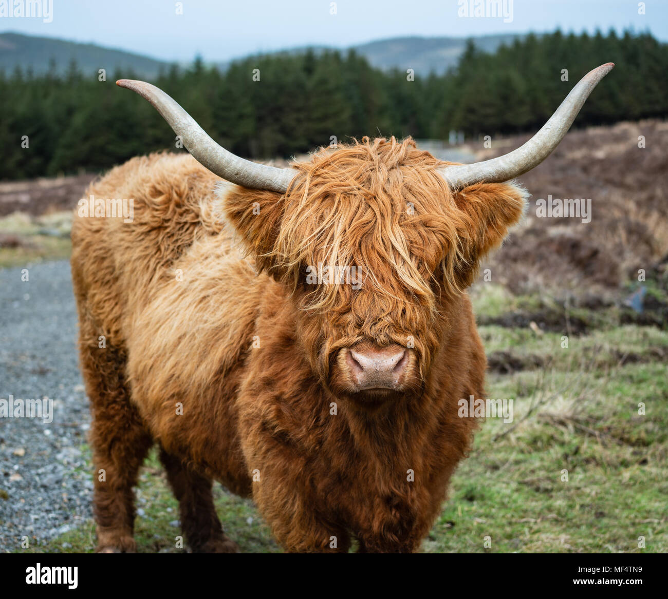 Highland bestiame al Glen Rushen sull' isola di Man Foto Stock