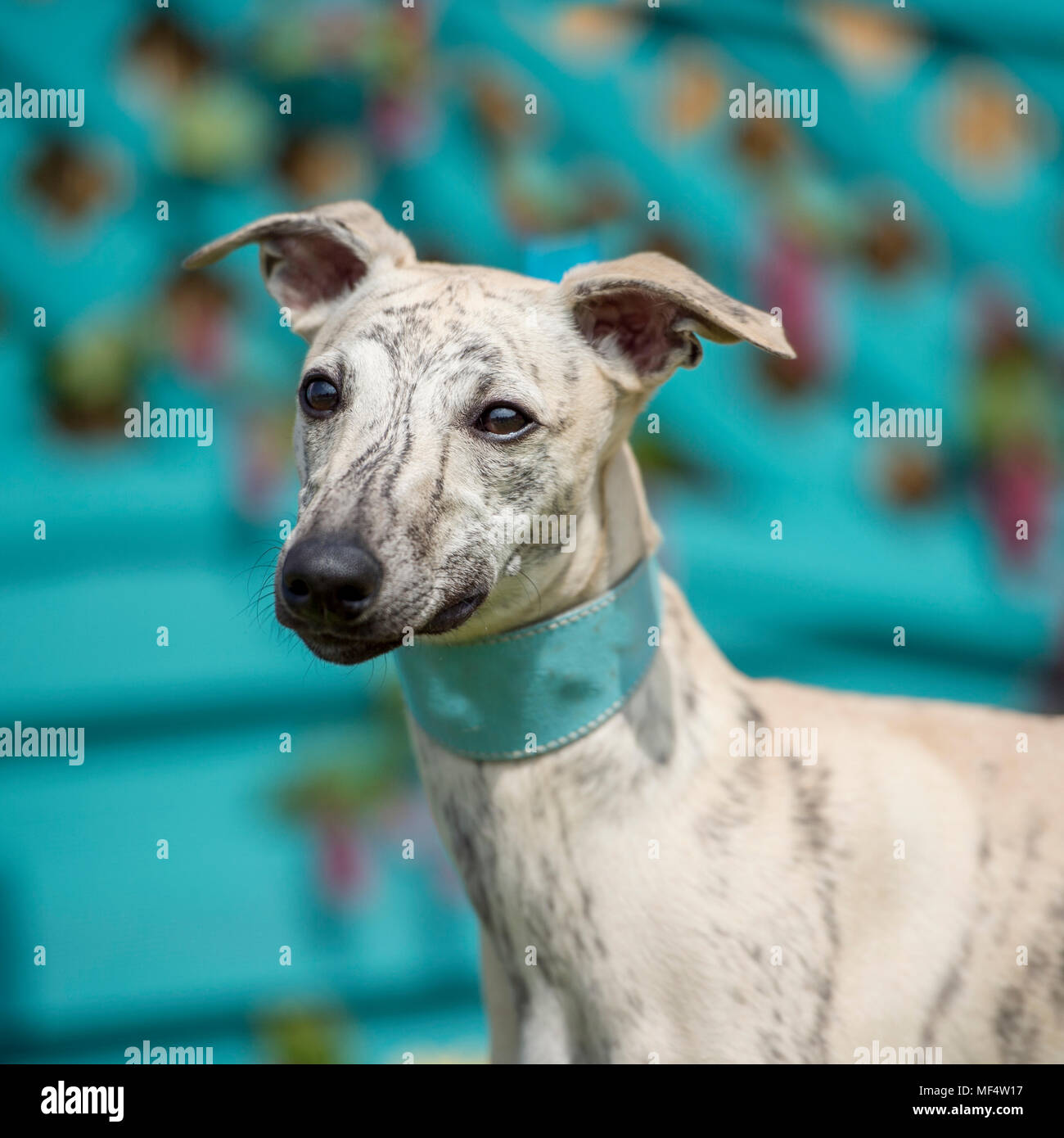 Whippet Foto Stock