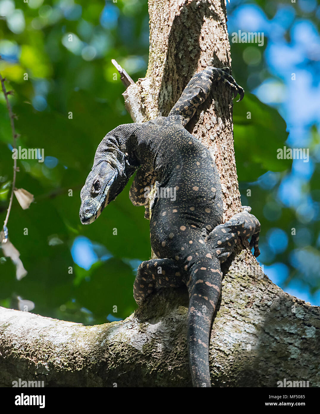 Monitor di pizzo (Varanus varius) fino a tronco di albero, Cape Tribulation, Parco Nazionale Daintree, estremo Nord Queensland, FNQ, QLD, Australia Foto Stock