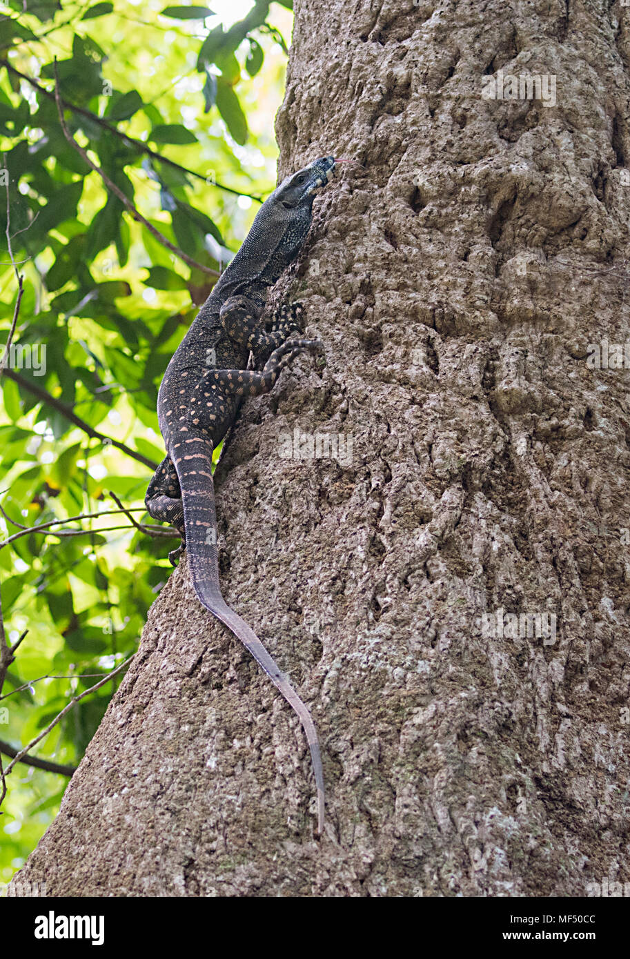 Monitor di pizzo (Varanus varius) fino a tronco di albero, Cape Tribulation, Parco Nazionale Daintree, estremo Nord Queensland, FNQ, QLD, Australia Foto Stock