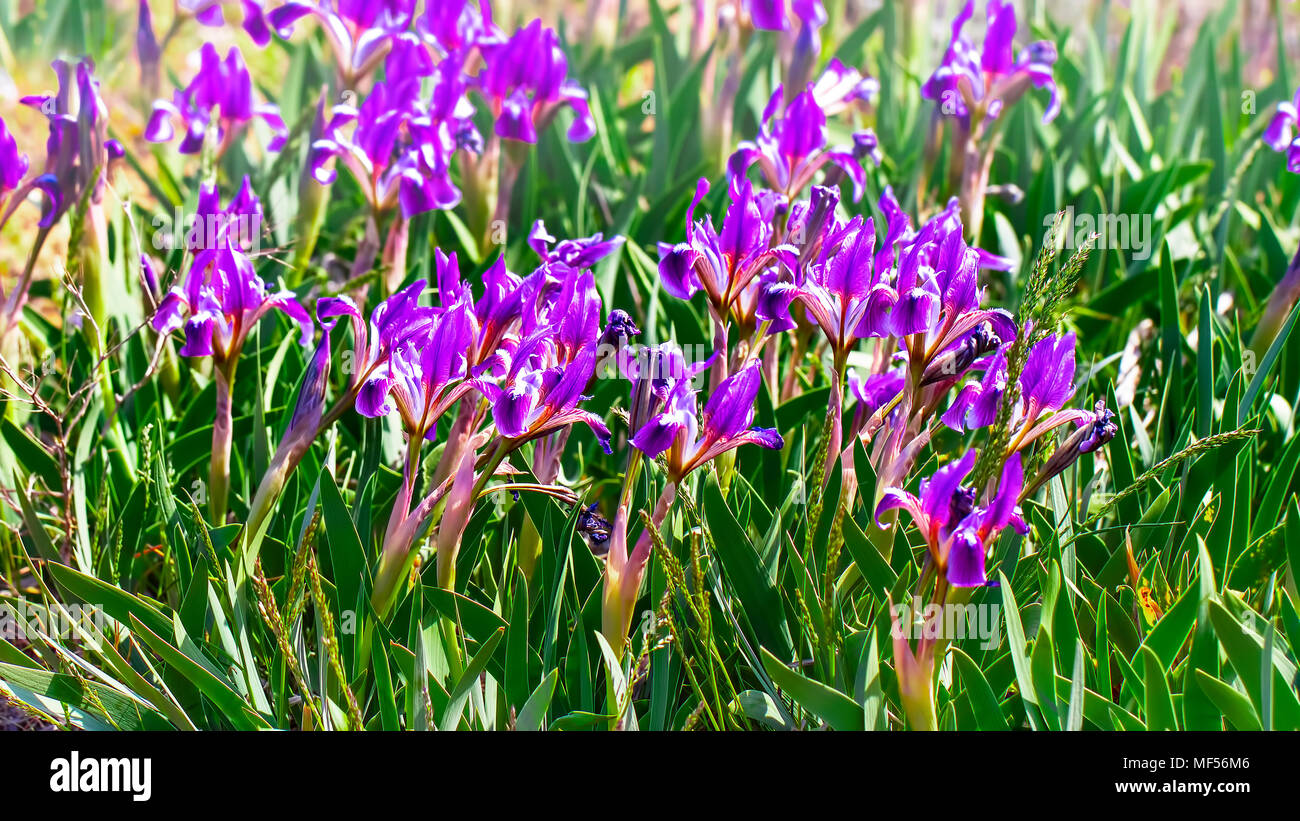 Nana Iris Iris pumila in colline costiere e nella steppa, Russia, dalla regione del Mar Caspio Foto Stock