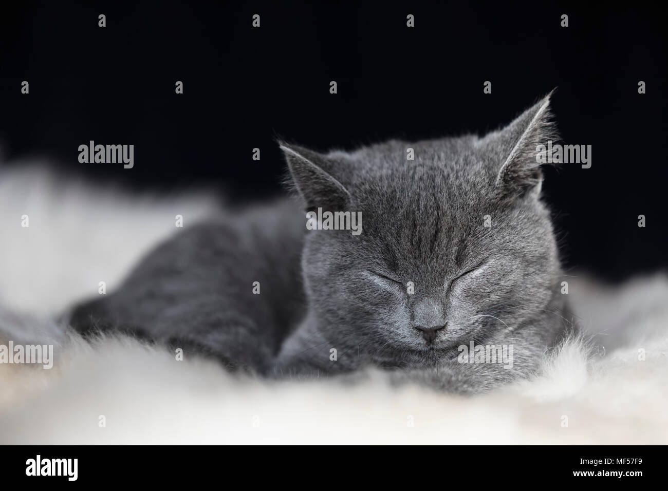 Ritratto di sleeping Chartreux gattino giacente su fur Foto Stock
