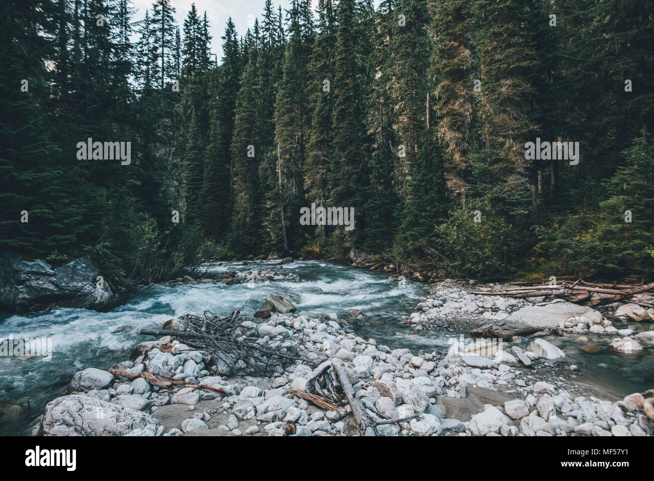 Canada, British Columbia, Columbia-Shuswap un, Glacier-Nationalpark, Illecillewaet River Foto Stock