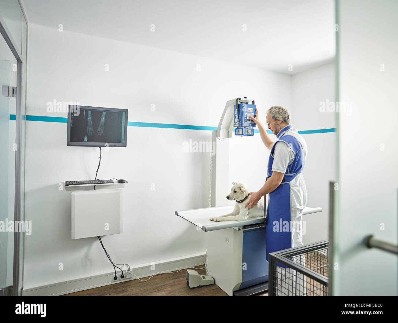 Veterinario prendere a raggi X di un cane Foto Stock