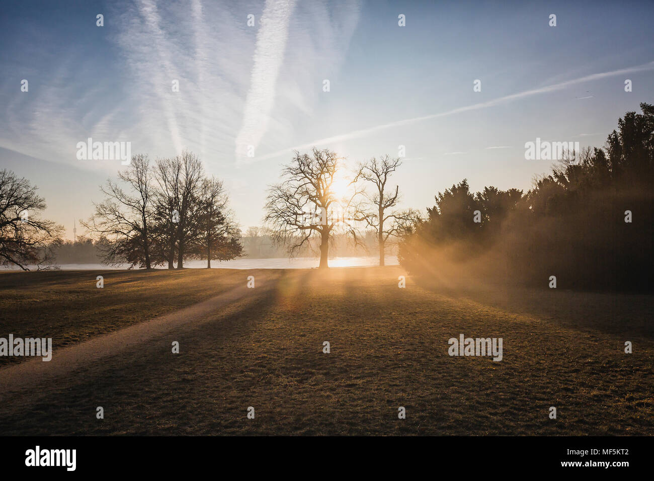 La Germania, il Land Brandeburgo, Potsdam, parco con alberi nella luce del mattino Foto Stock