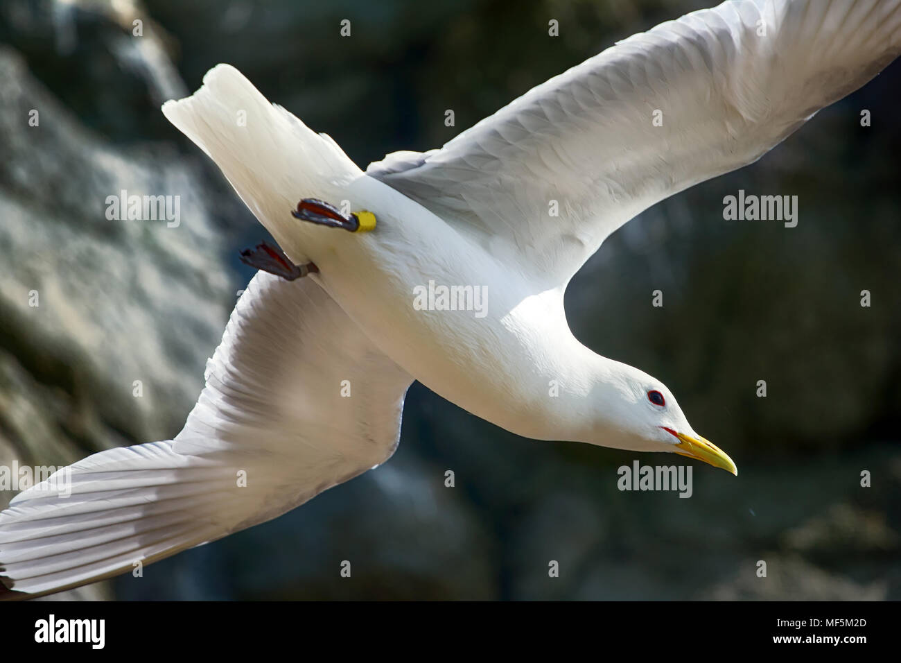 Tecnica di volo, la padronanza del volo, un modo volo, ali-livello di volo. In flusso di aria ascendente. Seagull (Rissa tridactyla) cercando di rimanere sul posto, piani Foto Stock