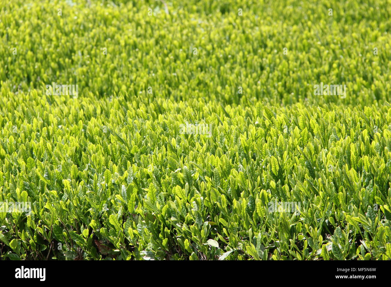 Il tè verde campo di Jeju Island , Corea del Sud Foto Stock