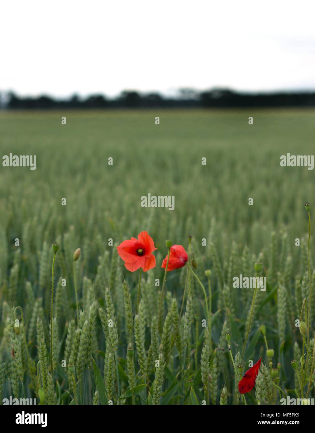 Papaveri in un campo di grano Foto Stock