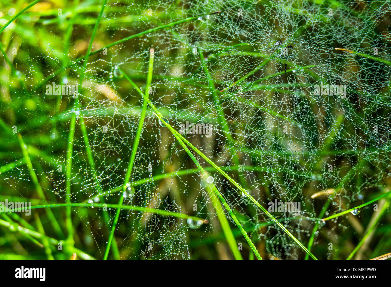 Il ragno attendere il cibo Foto Stock